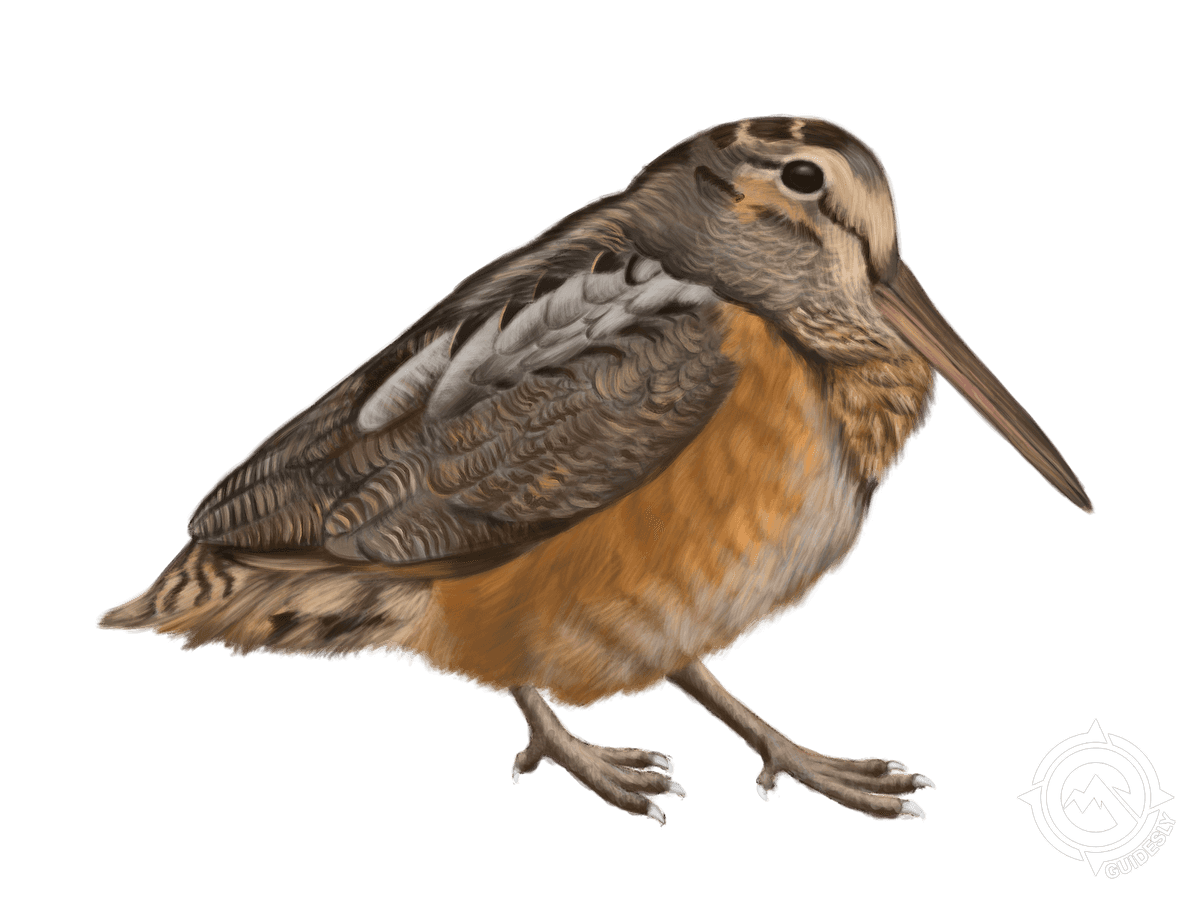 Woodcock